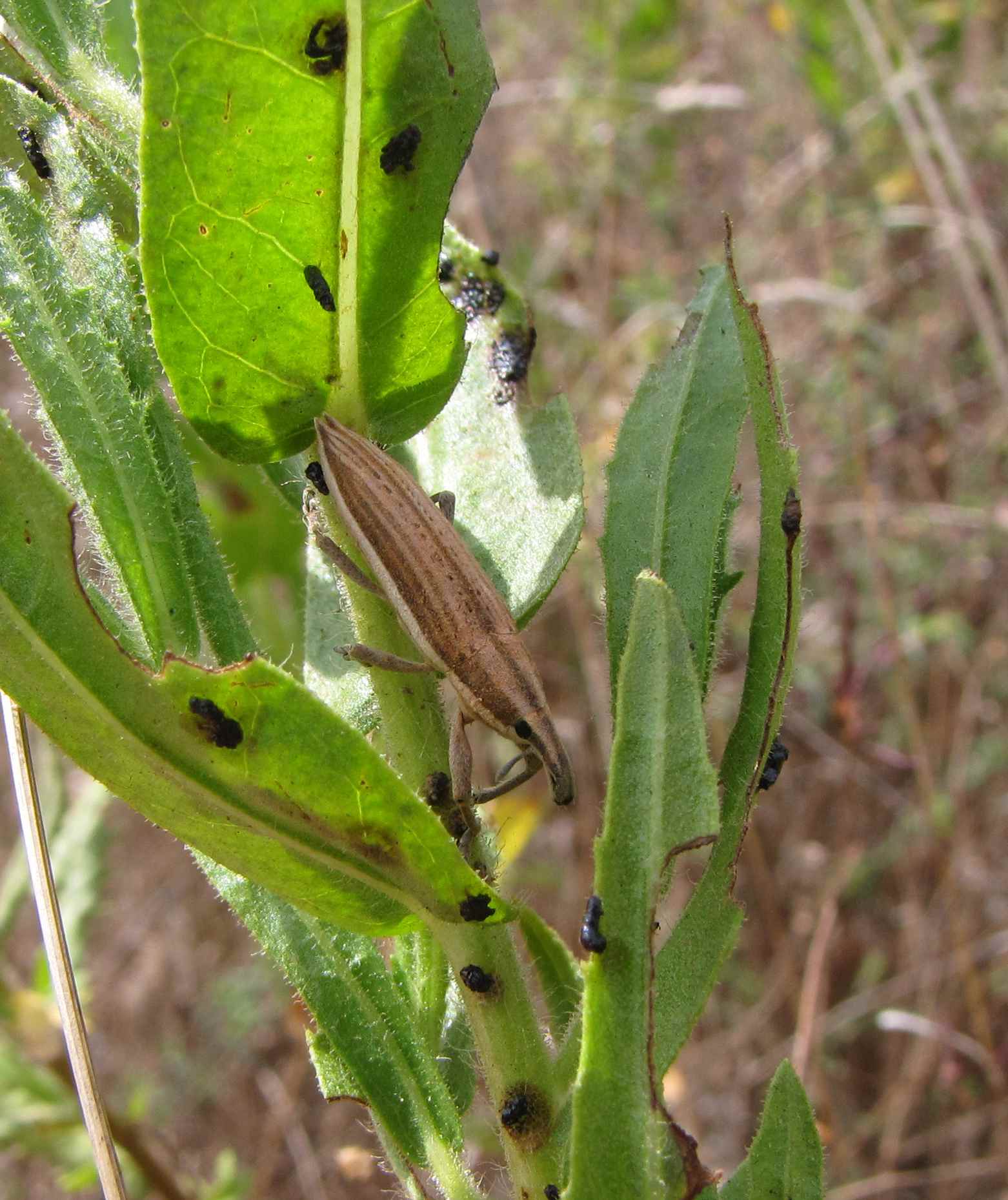 Lixus (Compsolixus) anguinus